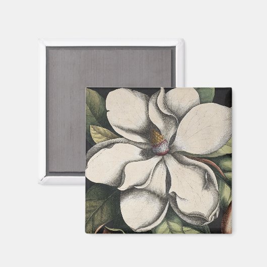 Antike Magnolie Magnet (Vorderseite/Rückseite)