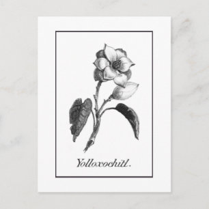 Antike Magnolien-Blüten-Radierkarte Postkarte