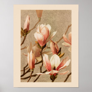 Antike Magnolien mit rosafarbenem Schimmer Poster
