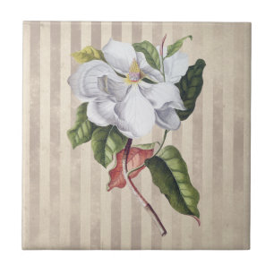 Antike Magnolienblüte auf Streifen Fliese