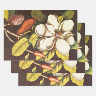 Antike Magnolienblüten Pflanze mit Samen Geschenkpapier Set