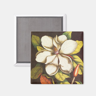 Antike Magnolienblüten Pflanze mit Samen Magnet