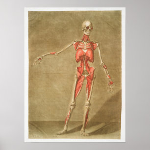 Antike medizinische Anatomie Anatomisches Diagramm Poster