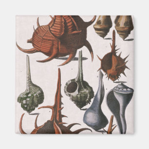 Antike Meeresmuscheln, Meeresleben, Ozean-Meeresmu Magnet