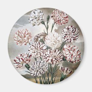 Antike mehrfarbige Nelken mit grauem Himmel Magnet