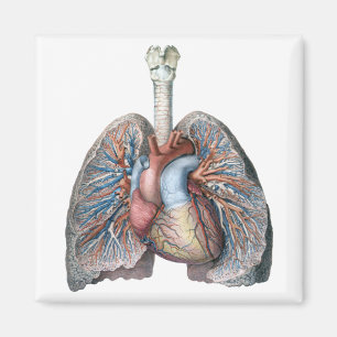 Antike menschliche Anatomie Lungen Herz Organe Blu Magnet