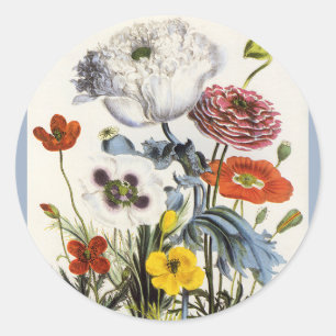 Antike Mohnblumen im Garten, viktorianische Blumen Runder Aufkleber