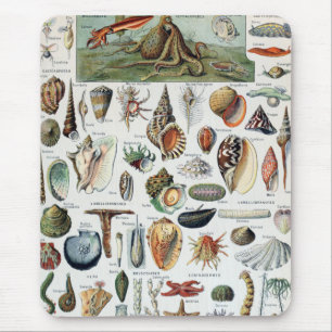 Antike Mollusken-Schalen Mousepad
