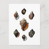 Antike Muscheln Postkarte (Vorderseite)