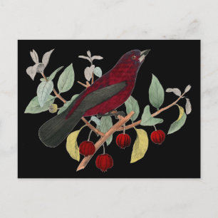 Antike Naturgeschichte Bird Print Red Finish Postkarte