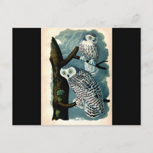 Antike Naturgeschichte Schneeauge Printwerbung Postkarte