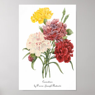 Antike Nelken Dianthus Gartenblumen Redoute Poster