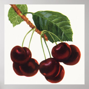 Antike Obstprodukte, reife Kirschen von einem Baum Poster