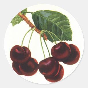 Antike Obstprodukte, reife Kirschen von einem Baum Runder Aufkleber