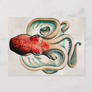 Antike Oktopus-Postkarte Postkarte
