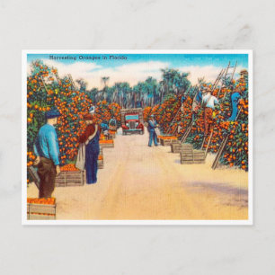 Antike Orangenernte in Florida Reise Postkarte