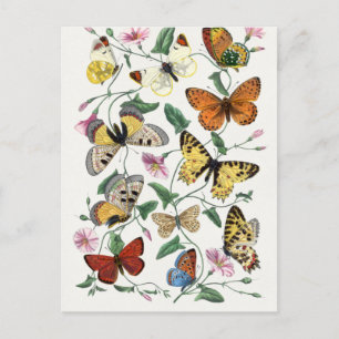 Antike Paul Gervais Schmetterlinge Naturgeschichte Postkarte