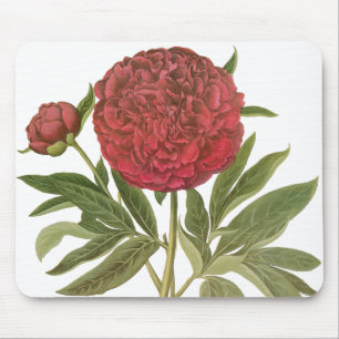 Antike Pfingstrosen, Pfingstrosen-Blumen von Basil Mousepad