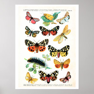 Antike Platte, Schmetterlinge Europas: Platte 10 Poster