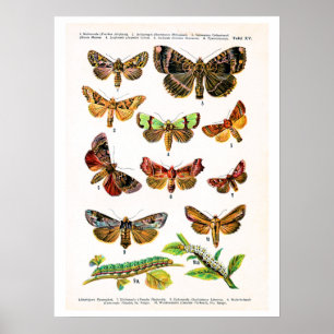 Antike Platte, Schmetterlinge Europas: Platte 15 Poster