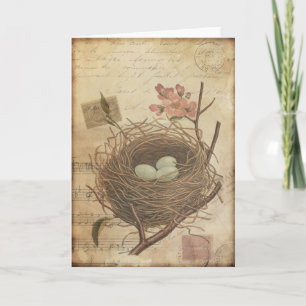 Antike Postkarte Vogelnest mit Eiern