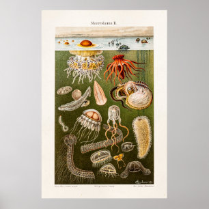 Antike Qualle-Illustration Vintage Jelly Fish Poster