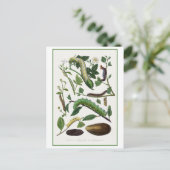 Antike Raupe-Illustration Postkarte (Stehend Vorderseite)