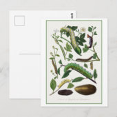 Antike Raupe-Illustration Postkarte (Vorne/Hinten)