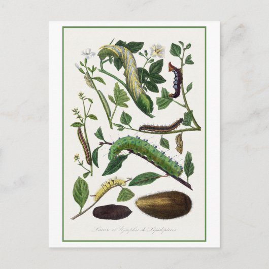 Antike Raupe-Illustration Postkarte (Vorderseite)
