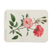 Antike Rosa Blumen Magnet (Horizontal)