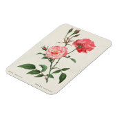 Antike Rosa Blumen Magnet (Linke Seite)