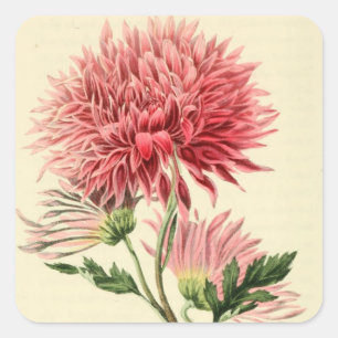 Antike rosa Chrysantheme Quadratischer Aufkleber