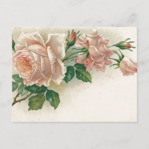 Antike Rosa Rose Postkarte