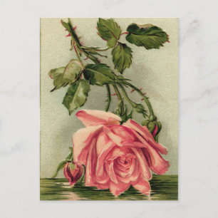 Antike Rosa Rose Postkarte