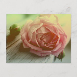 Antike rosa Rosenblume Florale Postkarte