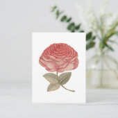 Antike rosa Rosenillustration Postkarte (Stehend Vorderseite)
