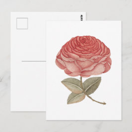 Antike rosa Rosenillustration Postkarte