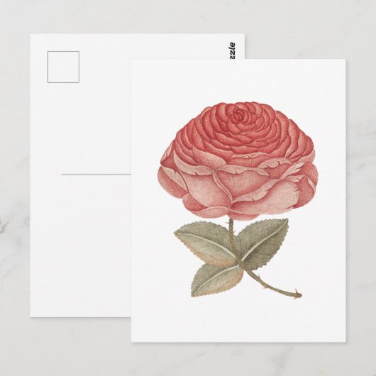 Antike rosa Rosenillustration Postkarte (Vorne/Hinten)