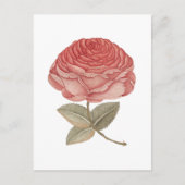 Antike rosa Rosenillustration Postkarte (Vorderseite)