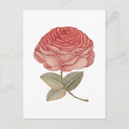 Antike rosa Rosenillustration Postkarte