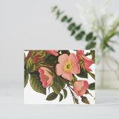 Antike Rose Blume Kunst, Dichtung und Musik Zeichn Postkarte (Stehend Vorderseite)