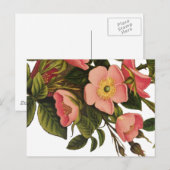 Antike Rose Blume Kunst, Dichtung und Musik Zeichn Postkarte (Vorne/Hinten)