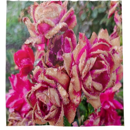 Antike Rose Duschvorhang (Vorderseite)