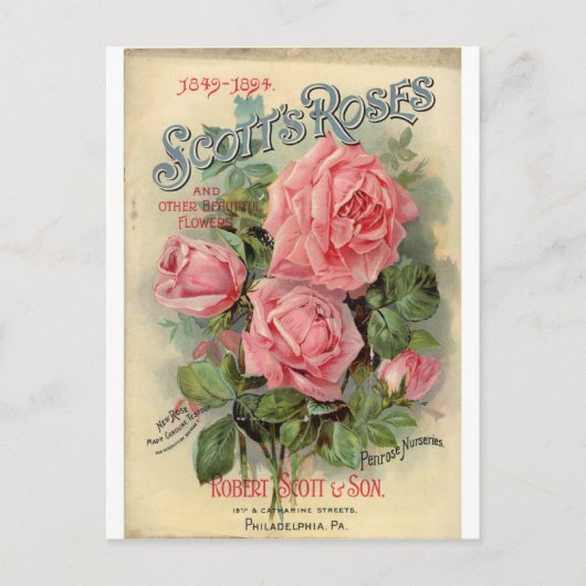 Antike Rose Postkarte (Vorderseite)