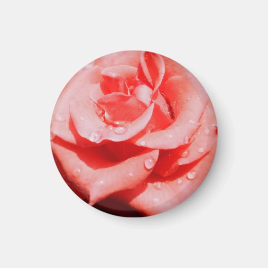 Antike Rosen Magnet (Vorne)