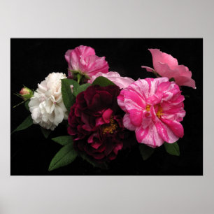 Antike Rosen Poster