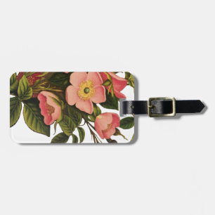 Antike Rosen Schönes Rosa Botanisch Gepäckanhänger
