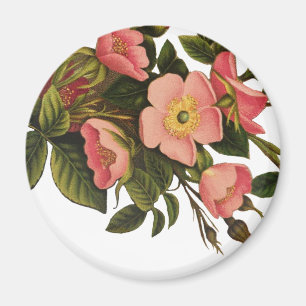 Antike Rosen Schönes Rosa Botanisch Magnet