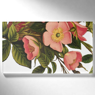 Antike Rosen Schönes Rosa Botanisch Namenschild