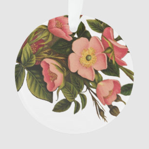 Antike Rosen Schönes Rosa Botanisch Ornament